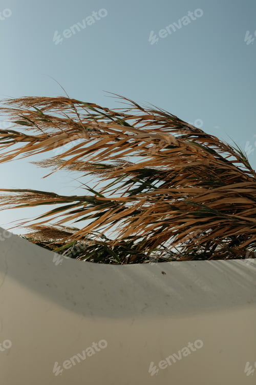 Windy Plants Under a Blue Sky