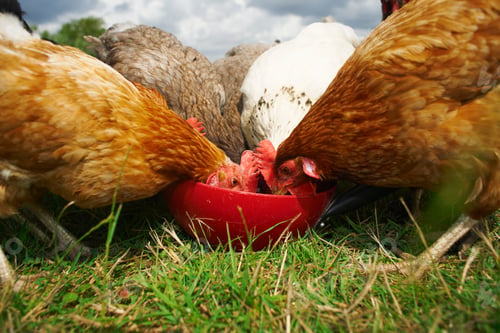 Preview: Free range chickens feeding