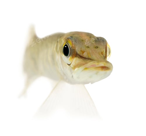 Preview: Young Northern pike - Esox lucius (1 years)