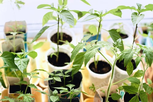 Preview: Potted plants in pots