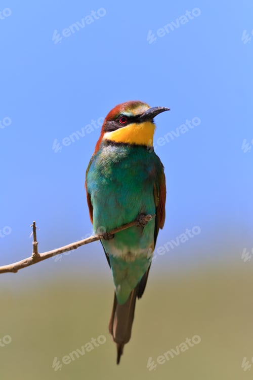 Preview: european bee eater (Merops Apiaster)