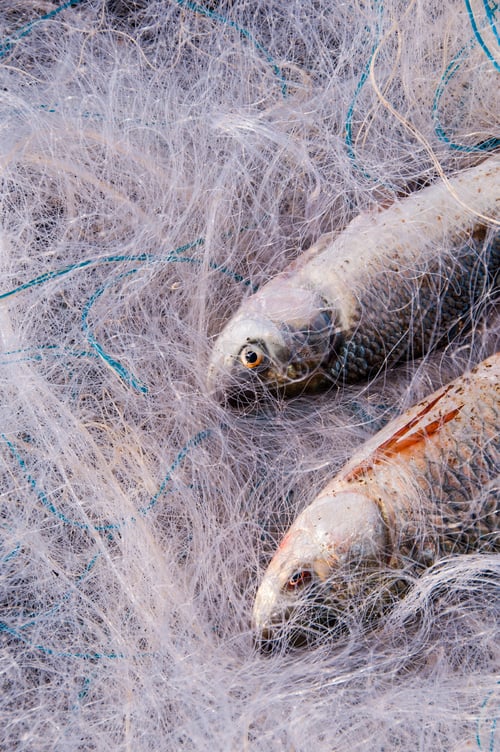 Preview: Fresh fish in a fishing nets.