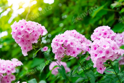 Preview: blooming phlox bush in sunlight in the garden, summer floral background