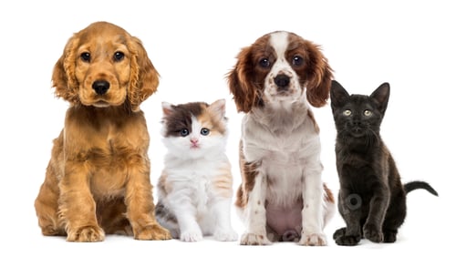 Visualização: Grupo de gatinhos e cachorros