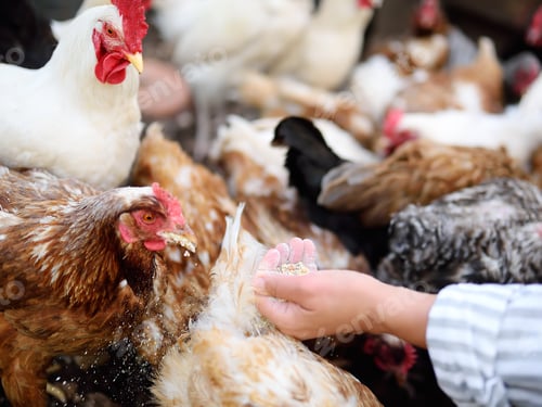 Preview: Female farmer feeding chickens from bio organic food in the farm chicken coop