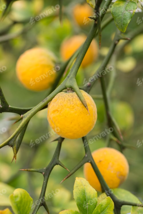 Preview: Fruits and flowers of trifoliate orange tree