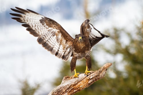 Preview: Funny shot of common buzzard standing on the branch with on wing open