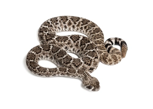 Preview: western diamondback rattlesnake or Texas diamond-back, venomous snake against white background