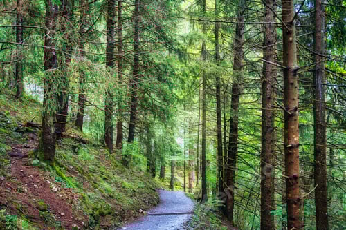 Preview: Lush landscape green pine forest and pathway in national park