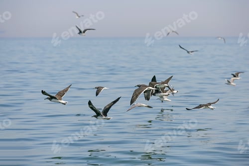 Preview: A Flock of Sooty Gulls off Fujairah, UAE