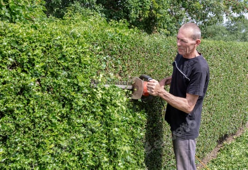 Preview: Cheerful gardener in work clothes trimming thorny holly hedge with electric hedge trimmer in