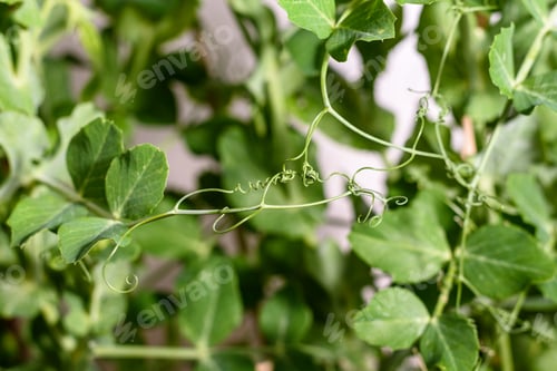 Preview: Tendrils of pea plants tangled together.