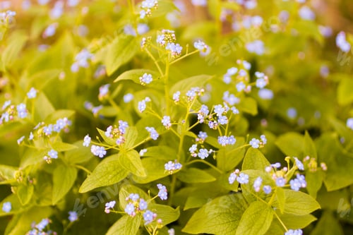 Preview: Garden in bloom