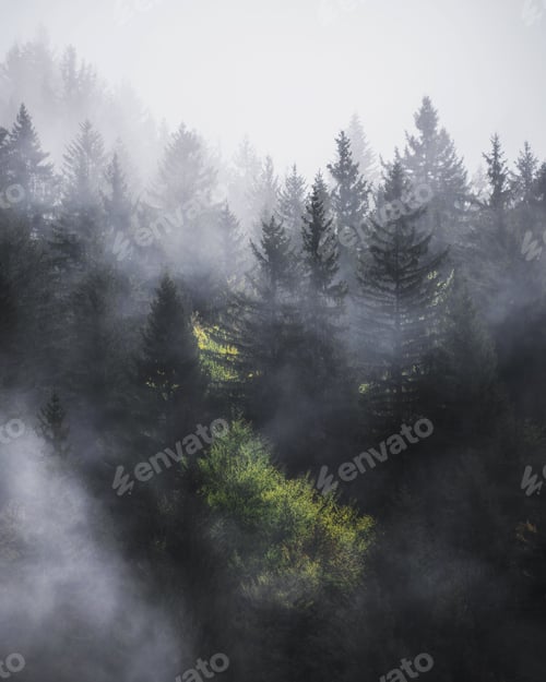 Preview: A foggy day in the forest