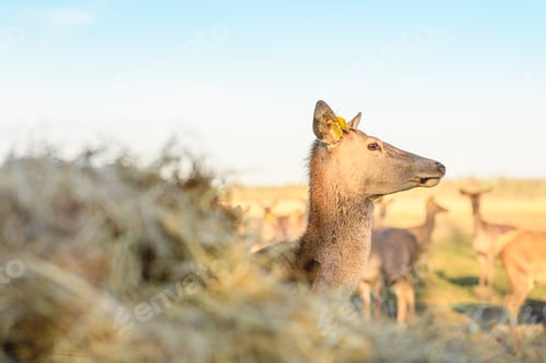 Preview: a red deer standing next to a bale of hay