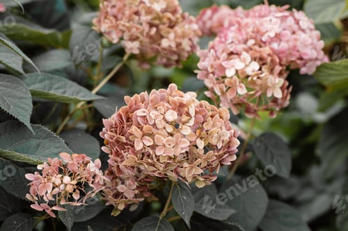 Preview: Flowering hydrangea tree, Hydrangea arborescens or Candybelle Bubblegum in the garden in summer