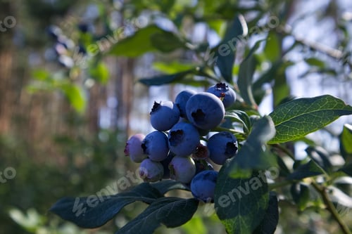 Preview: Blueberry berries on bushes close-up at a berry farm