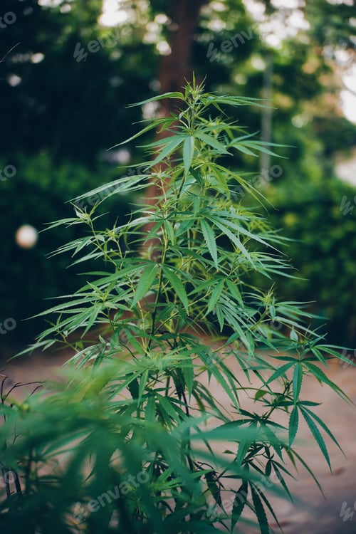 Preview: Green marijuana, hemp leaves. Cannabis high quality. Thematic photo to treat patients and drugs agai