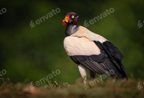 Preview: A King Vulture in Costa Rica