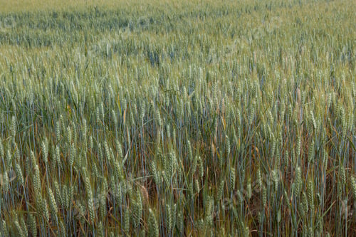 Preview: The harvest season is not ready