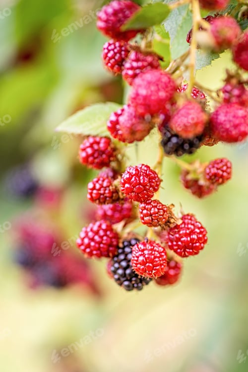 Preview: Ripe fresh blackberries ready for picking up