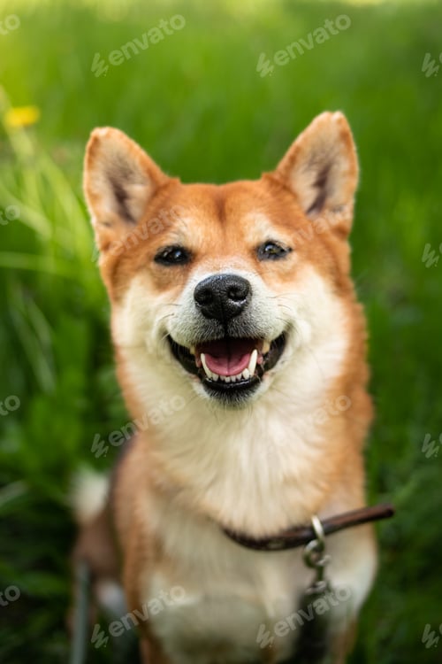 Preview: Portrait of Japanese red dog shiba inu sits in green grass and smiles cutely.