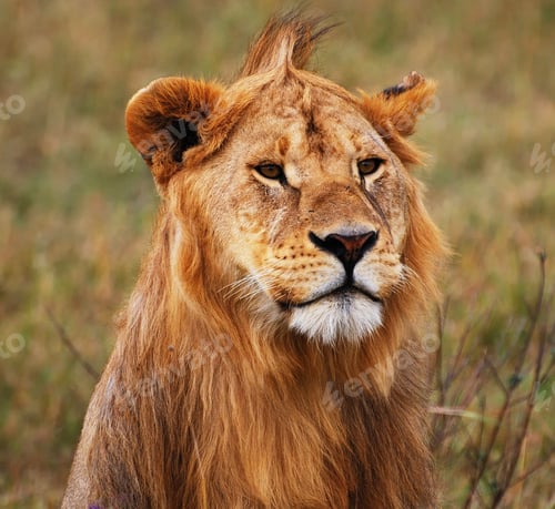 Preview: Tanzania Wildlife pictures