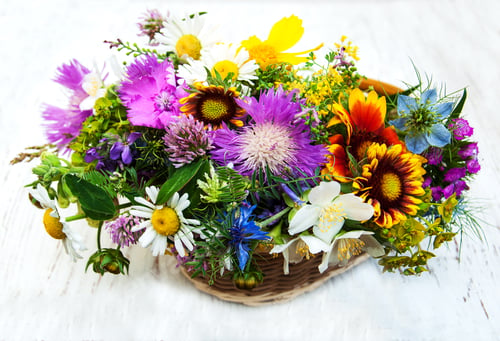 Preview: Wild flowers