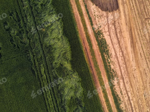 Preview: Drone point of view on cultivated wheat field