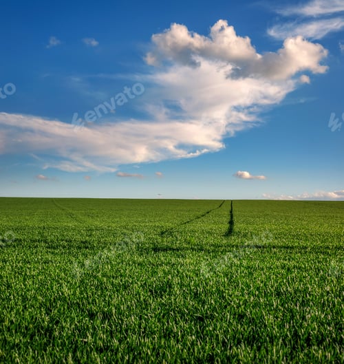 Preview: panoramic view of green field of winter wheat and clouds at the sky