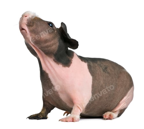 Preview: Hairless Guinea Pig standing against white background