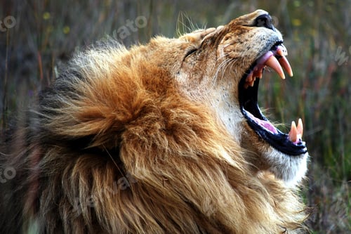 Preview: lion, roaring, opening, mouth