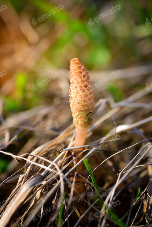 Preview: Young shoots of horsetail (in Latin: Equisetum arvense)