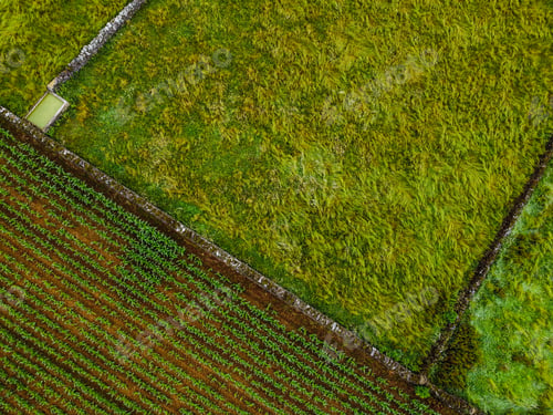 Preview: Aerial drone view of vibrant green agricultural fields parceled. Terceira Island