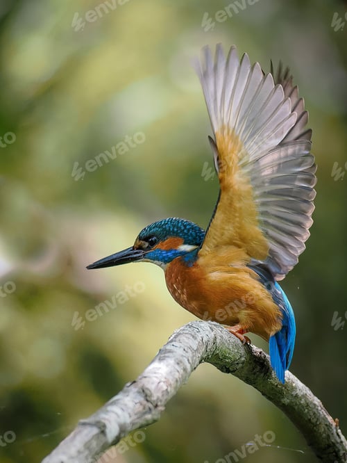 Preview: Vertical shot of a River kingfisher perched on tree branch ready to fly against a blurred background