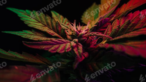 Preview: Sativa marijuana plant in glowing neon light. Indica rasterized herbal cannabis.