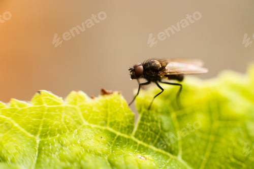 Preview: fly fly closeup. a fly on a leaf