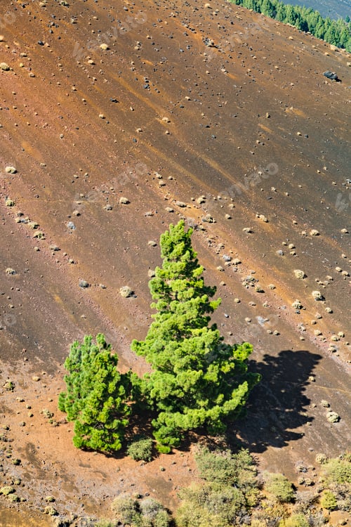 Preview: Cumbre Vieja Pine Trees, La Palma, Spain