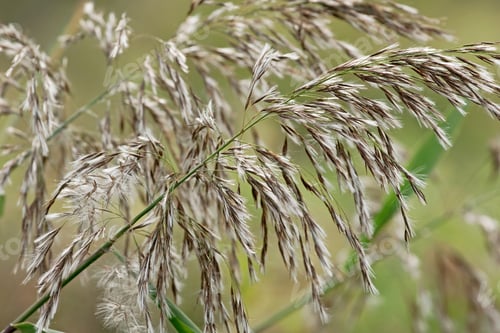 Preview: Common Reed (Phragmites Australis). Another Scientific Names Are Phragmites Communis, Arundo