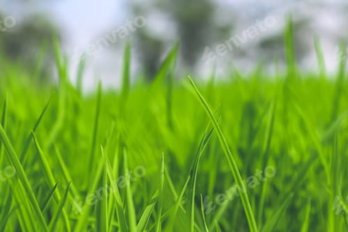 Preview: Grass macro....