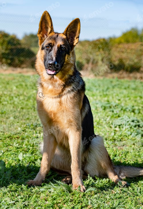 Preview: german shepherd in nature
