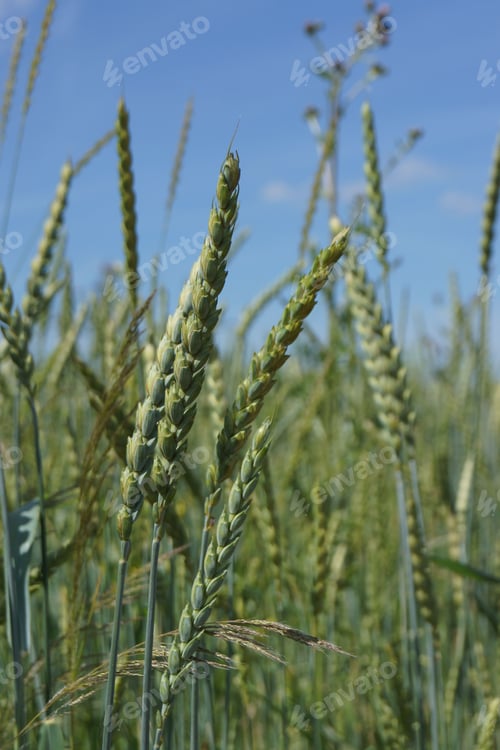 Preview: Ripening ears of spelt in a field against blue summer sky.