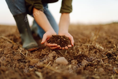 Preview: Close-up of a woman farmer's hands holding fresh soil. Agriculture, gardening concept.