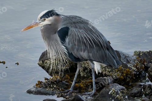 Preview: A great blue heron (ardea herodias) looking intently at the water for his next mea