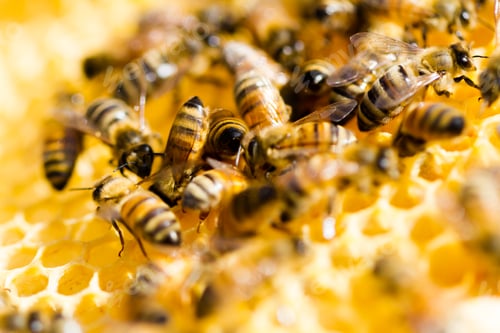 Preview: Beekeeping
