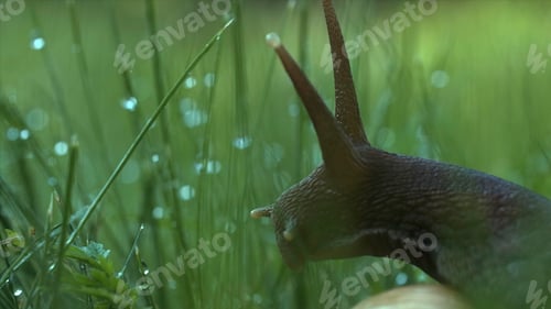 Preview: Macro view of a wet snail crawling among grass with drops of rain. Creative. Morning dew on stems