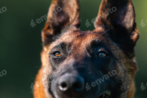 Preview: Close-up view of Belgian Shepherd Malinois
