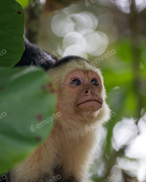 Preview: Closeup shot of a little Gracile capuchin monkey behind leaves on a blurry backgroud