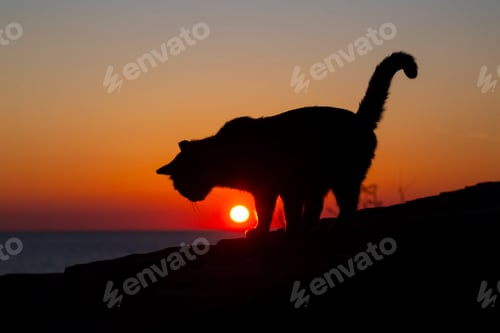 Vista previa: Cat silhouette at sunset. A photo taken in the village of Molyvos on the island of Lesbos.