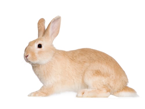 Preview: Rabbit